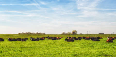Cows resting on a beautiful spring day.