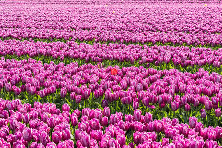 Group purple tulips with single red. Spring landscape.の写真素材