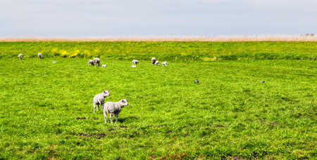 sheep with lambs on the meadowの写真素材