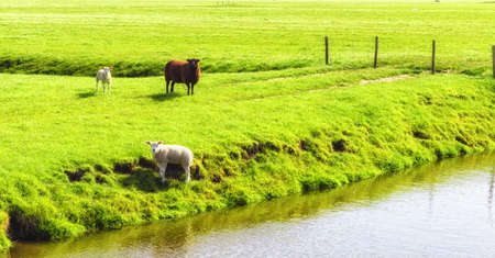 sheep with lambs on the meadowの写真素材