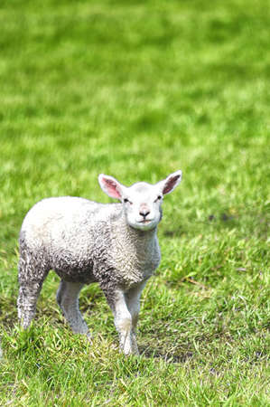 curious little lamb on green grassの写真素材