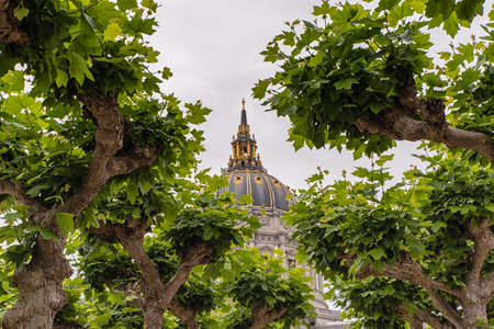 San Francisco City Hall Dome detail as seen through tree canopyの写真素材
