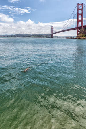 Golden Gate Bridge in San Francisco with a swimming Sea Lionの写真素材