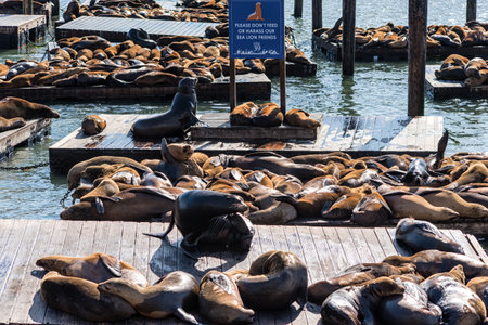 California Sea Lions (Zalophus californianus) on Pier 39, Fisherman's Wharf, harbour, San Francisco, Californiaのeditorial素材