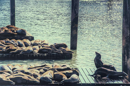First appearing in 1989, the sea lions have been hauling out at Pier 39 in ever increasing numbers. Now monitored by the Marine Mammal Center.の写真素材