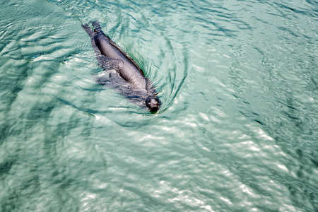 Sea Lion swimming in at San Francisco bay areaの写真素材