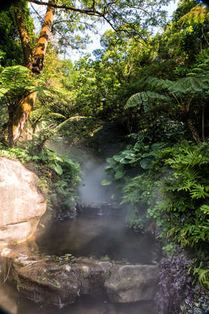 Forest Stream in a misty atmosphere