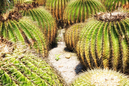 Golden Barrel Cactus in botany cactus garden