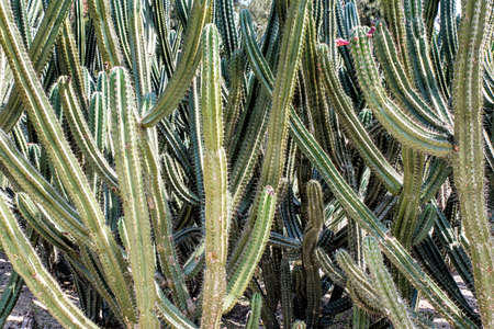 Cactus background in gardenの写真素材