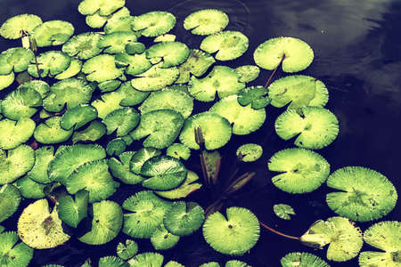 Lily pads on the surface of a pond.の写真素材