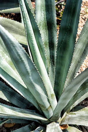 Succulent Cactus Plant In Gardenの写真素材