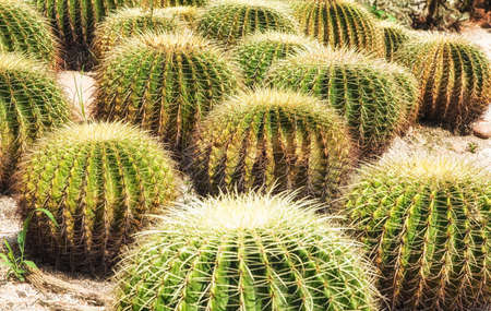 Golden Barrel Cactus in botany cactus garden