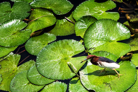 A Javan Pond Heron is walking, hunting on lilypads on a bright sunny day.の写真素材