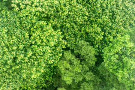 Diversity of tree canopy as seen from above, Forest Background/Textureの写真素材