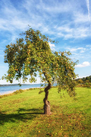 Apple tree in spring with a lake in the backgroundの写真素材