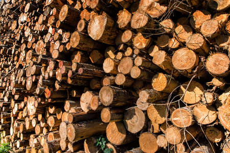 Pile of wood logs as background