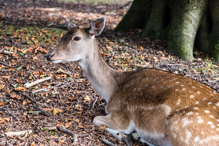 Spotted deer resting on the forest floorの写真素材