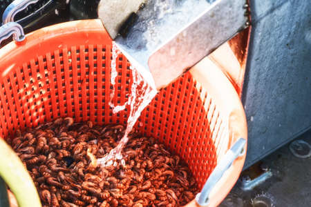 Shrimps in a Basketの写真素材