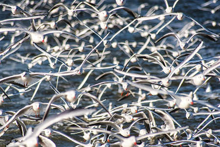 Beautiful Shot of Hunderds of Seagulls flying with selective focus