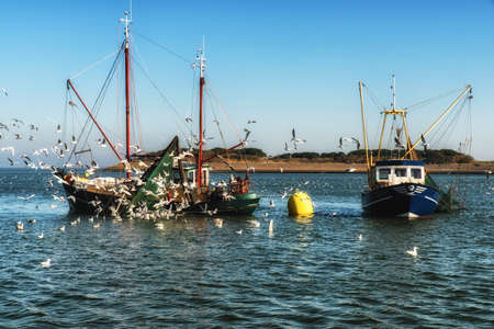 Dutch Fishing trawlers surrounded by seagulls