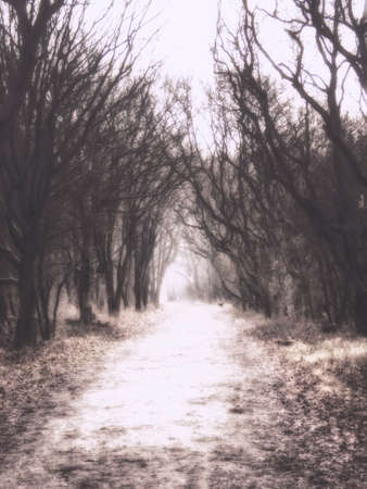 Mysterious dark old forest