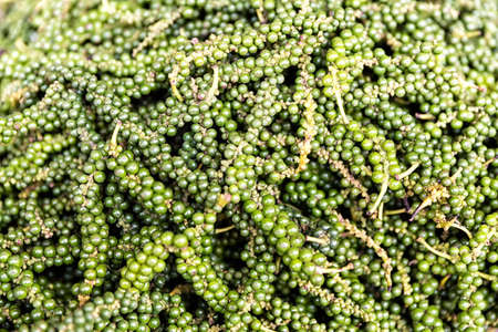Bunches of fresh green pepper