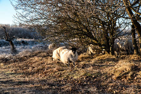 Two Scottish Blackface Sheep at Coastal Area, The Netherlandsの写真素材