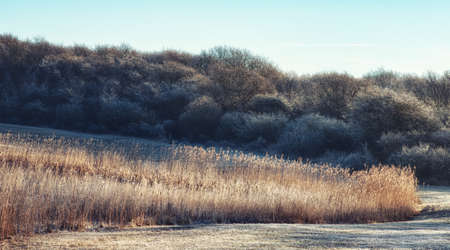 Reed in winter at the Dutch Nature Dune Reserve, North Holland, Netherlands