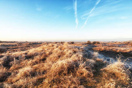 Typical dutch landscape in the coastal area with trees, dunes, blue sky, clouds, grass, bushesの写真素材