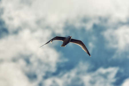 A seagull flying against a blue sky