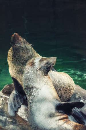 The South American fur seal (Arctocephalus australis)の写真素材