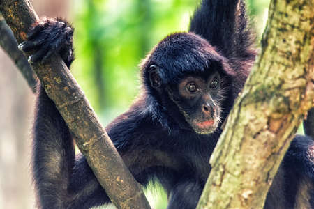 Spider monkey high up in the tree canopyの写真素材