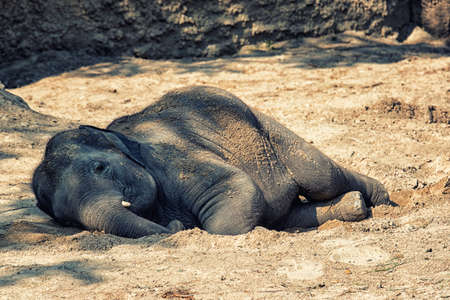 Young elephant lying in the sunの写真素材
