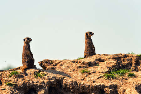 The meerkat or suricate (Suricata suricatta) is a small carnivoran belonging to the mongoose family (Herpestidae)の写真素材