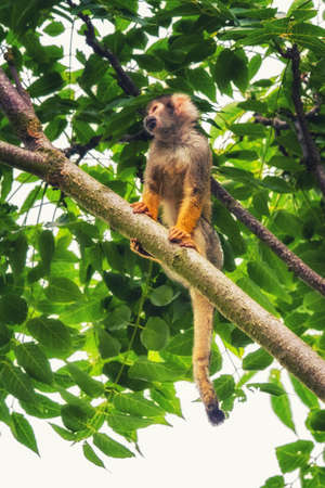 Common Squirrel Monkey (Saimiri sciureus)