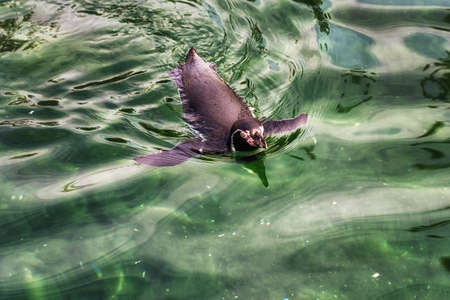 A humboldt penguin swimmingの写真素材
