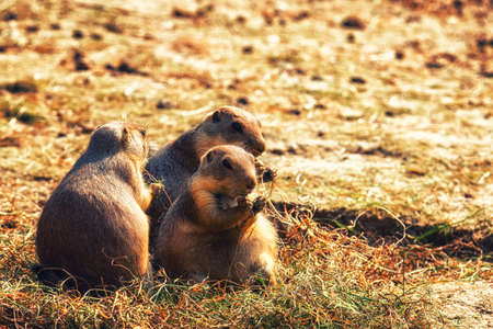 Close-up of a brown prairie dogの写真素材