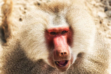 Portrait of a baboon monkey (Papio hamadryas)の写真素材