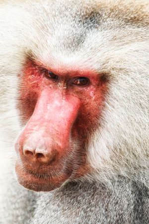 Portrait of a baboon monkey (Papio hamadryas)の写真素材