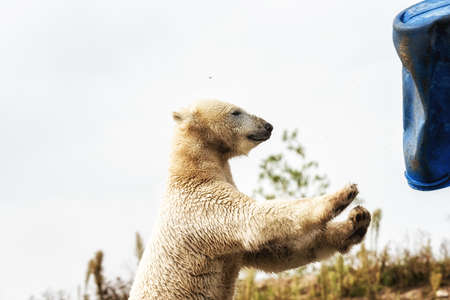 Polar Bear Playing with a blue barrelの写真素材
