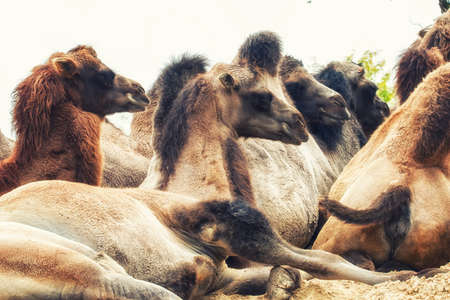Camels in the national parkの写真素材