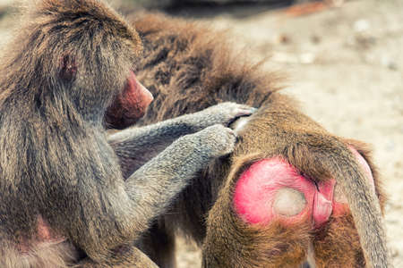 Closeup of grooming baboon monkey (Papio hamadryas)