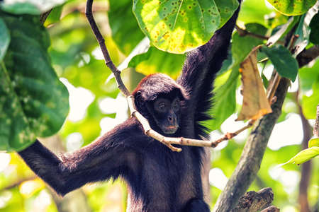 Spider monkey high up in the tree canopyの写真素材
