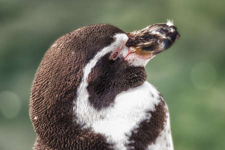humboldt penguin close up portraitの写真素材