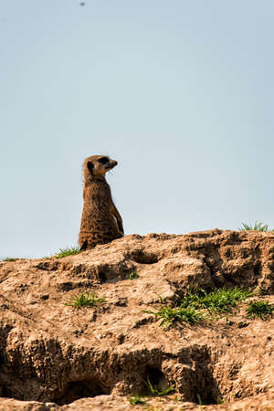 The meerkat or suricate (Suricata suricatta) is a small carnivoran belonging to the mongoose family (Herpestidae)の写真素材