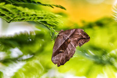 Caligo memnon is resting on a leaf