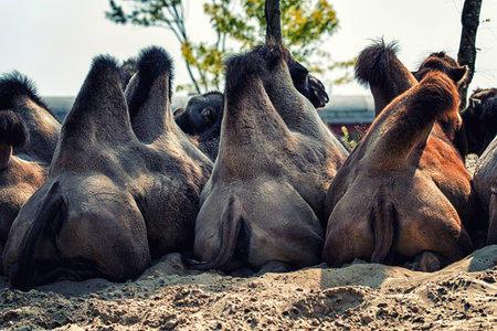 Camel Humps as seen from the backの写真素材