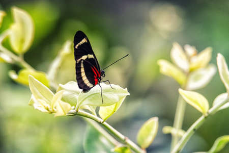 Zebra longwing, Butterfly on a flower
