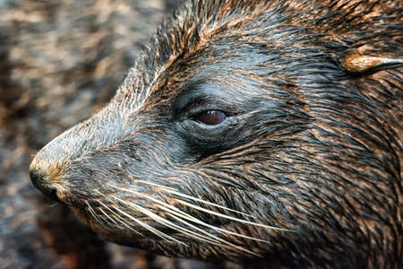 The South American fur seal (Arctocephalus australis)の写真素材
