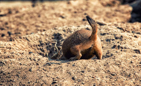 Close-up of a brown prairie dog backside...